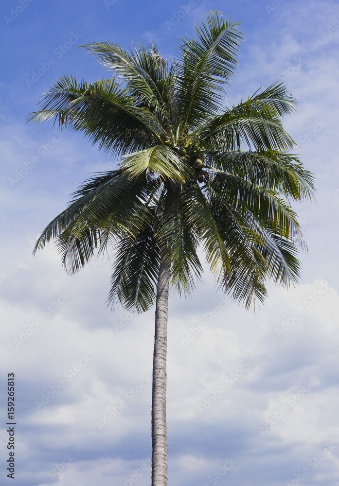 Obraz premium Flower,tree, Ornamental plants ,bloom ,nature ,Coconut,