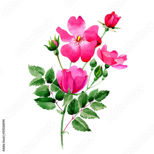 Wildflower rose arkansana flower in a watercolor style isolated.