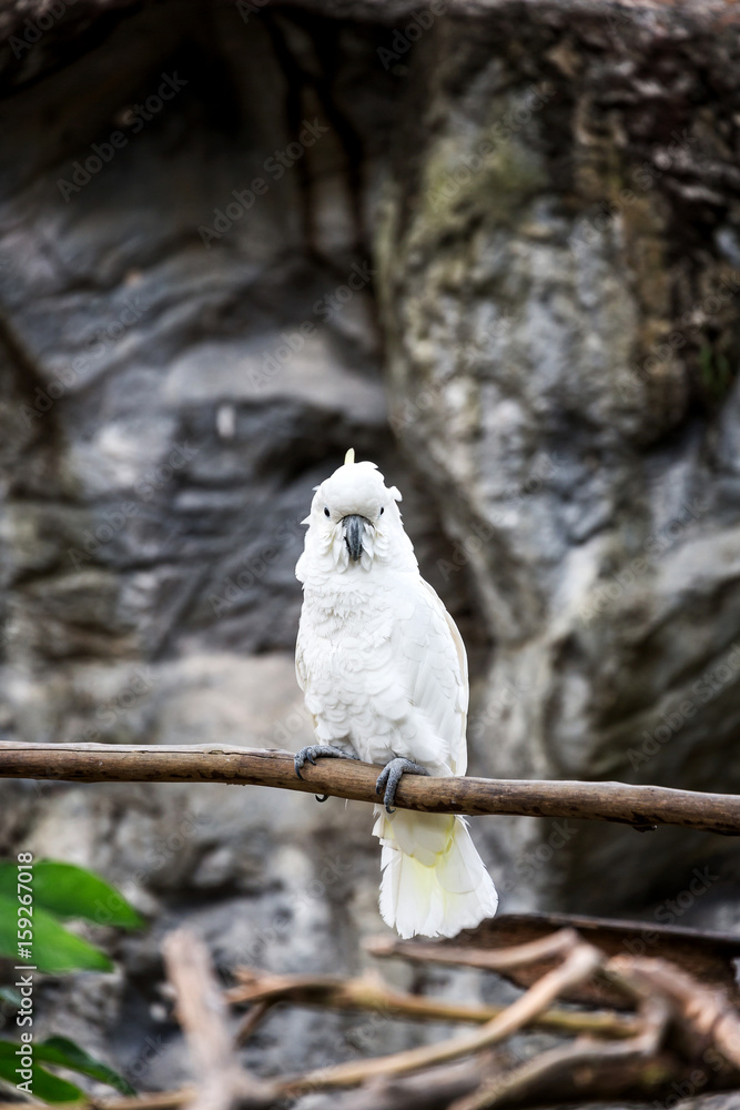 A cockatoo on a tree branch, Cockatoo on a perch A cockatoo on a tree branch, Cockatoo on a perch