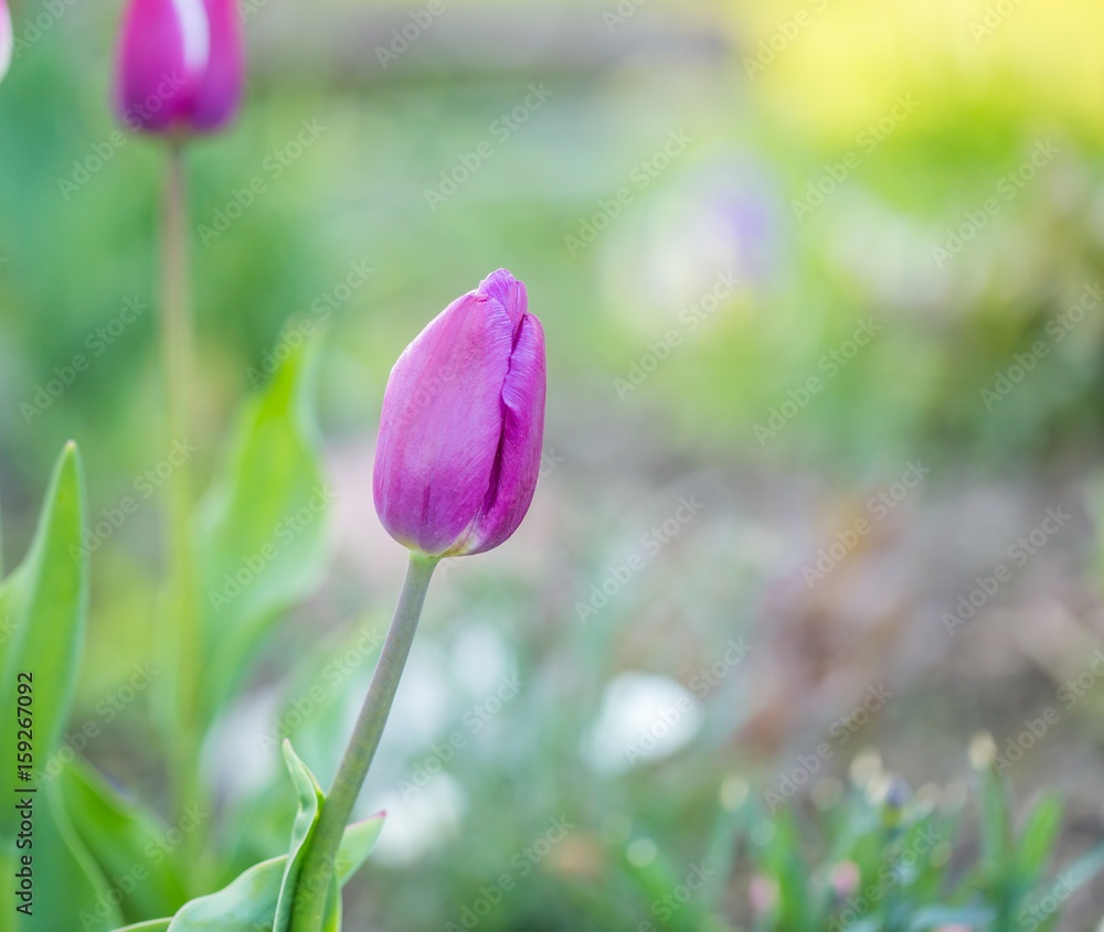 Beautiful spring tulips blooming Beautiful spring tulips blooming