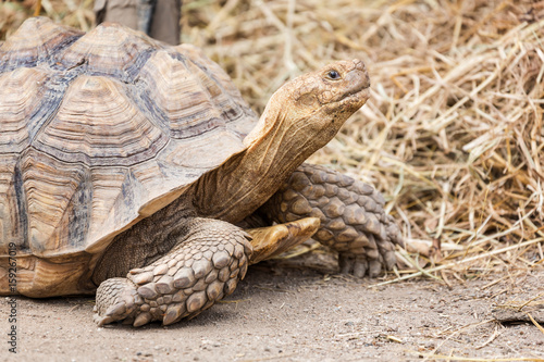 Spur-thighed tortoise in Madagascar