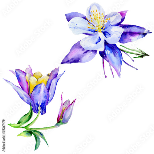 Wildflower exotic flower in a watercolor style isolated. © yanushkov