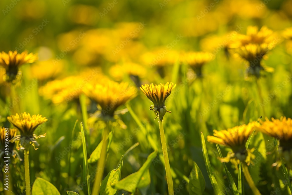 Beautiful yellow dandelions blooming in springtime Beautiful yellow dandelions blooming in springtime