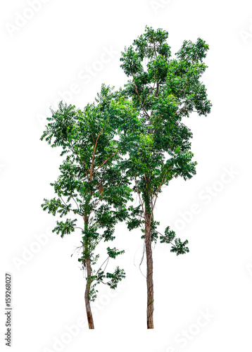 big fresh green tree isolated on white background  conservative or preservative forest concept