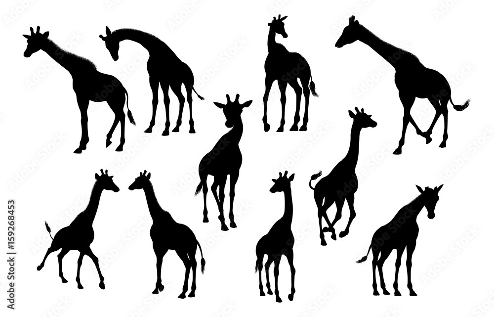 Fototapeta premium Giraffe Animal Silhouettes