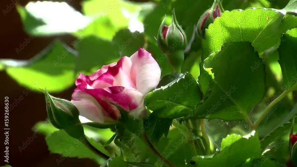 Eine rotweiße Strauchrose schaukelt im Wind Eine rotweiße Strauchrose schaukelt im Wind