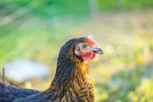 Close up of hen face