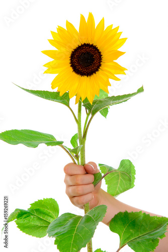 Fototapeta Naklejka Na Ścianę i Meble -  hand is holding a sunflower