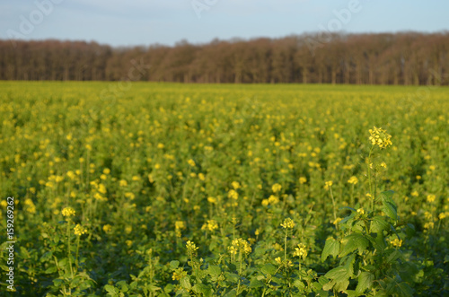Agricultural field with rape seed © lembrechtsjonas