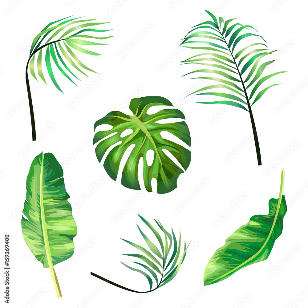 Fototapeta premium Set of botanical vector illustrations of tropical palm leaves in a realistic style. Print, template, design element