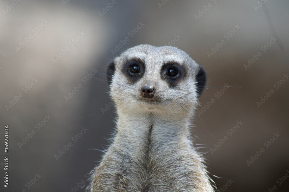 Meerkat looking Meerkat looking