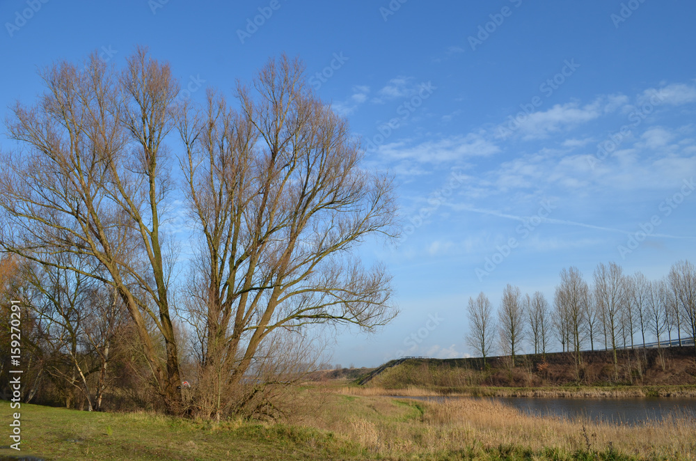 trees and pond in countryside landscape 