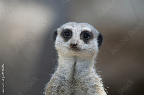 Meerkat looking