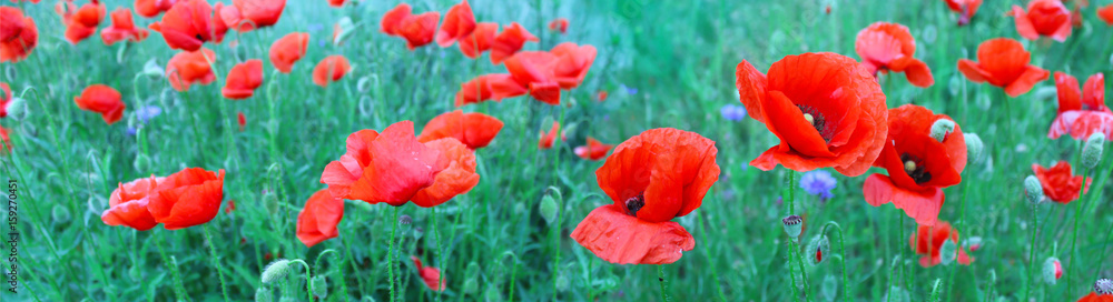 Fototapeta premium Flowering red poppies in the green wheat field.
