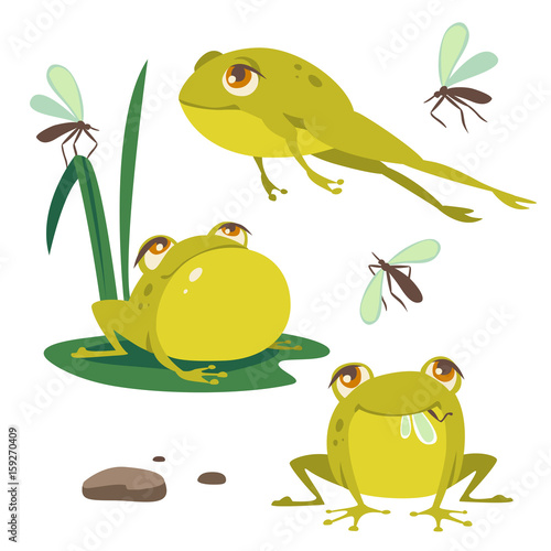 vector catoon frog set