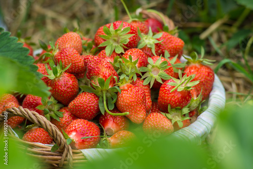 Strawberries in basket on strawberry field