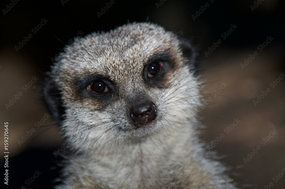 Meerkat Meerkat