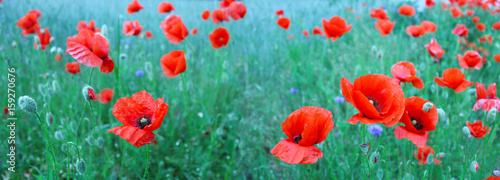 Flowering red poppies in the green wheat field. 