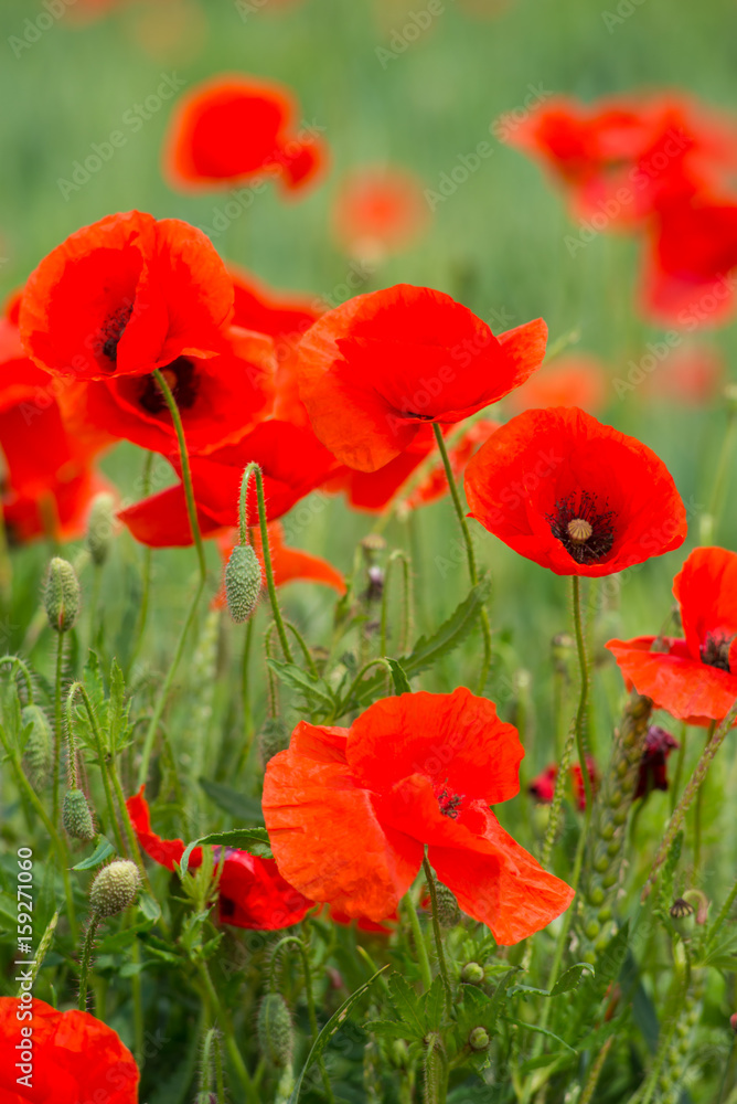 Obraz premium Wonderful poppy field in late may. Landscape with nice sunset over poppy field. Red poppies close-up.