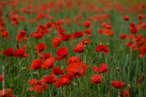 A large field of poppies and other summer flowers