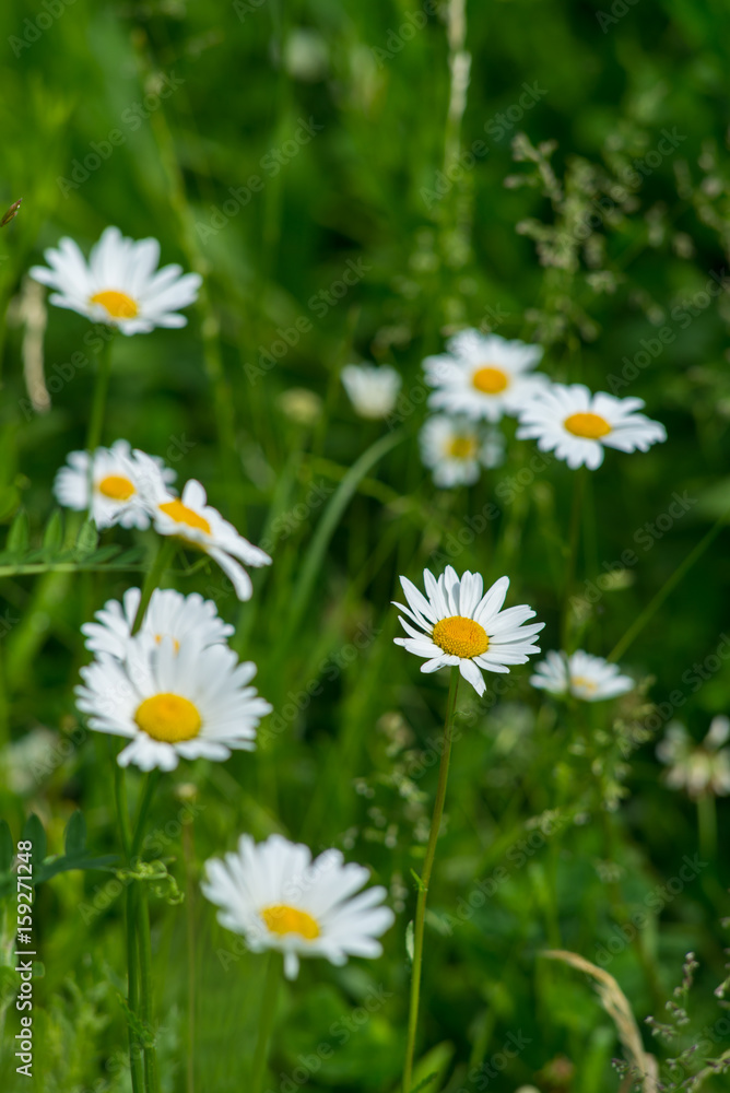 Healthy chamomile field in summer. Selected focus. Medical plants garden. Healthy chamomile field in summer. Selected focus. Medical plants garden.