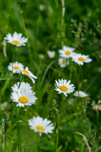 Healthy chamomile field in summer. Selected focus. Medical plants garden.