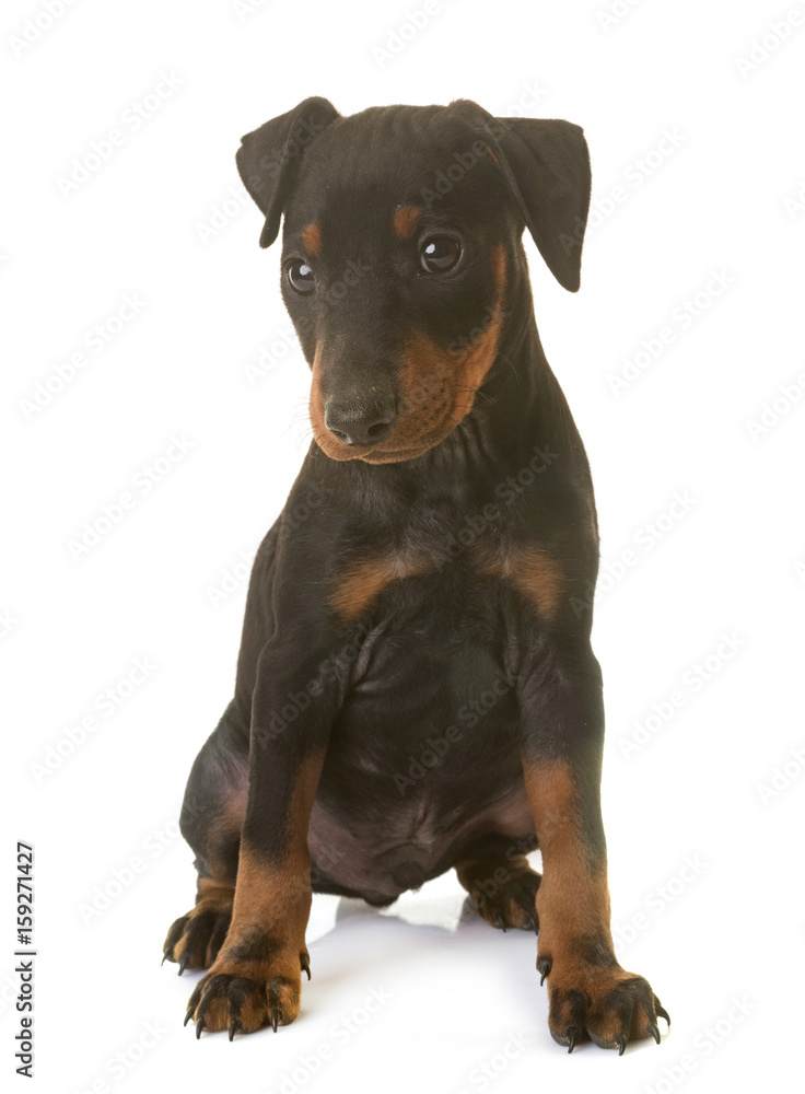 puppy manchester terrier