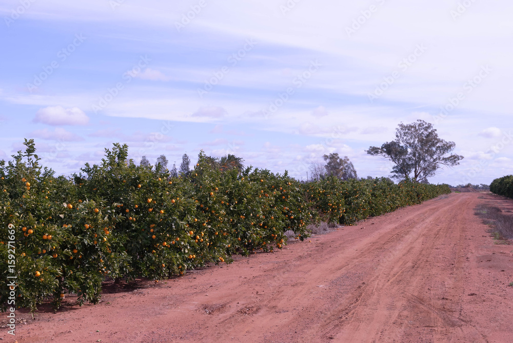 agriculture