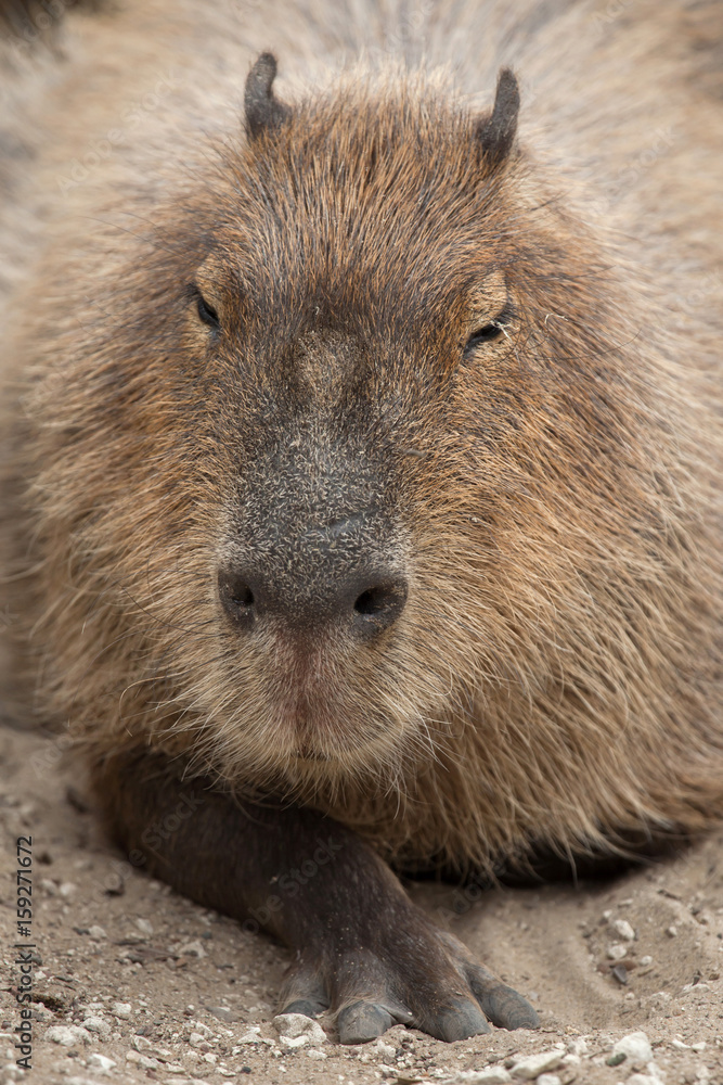 Capybara (Hydrochoerus hydrochaeris). Capybara (Hydrochoerus hydrochaeris).