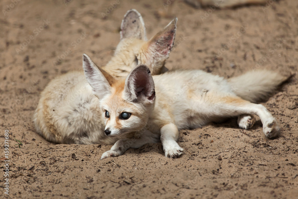 Fototapeta premium Fennec foxes (Vulpes zerda).