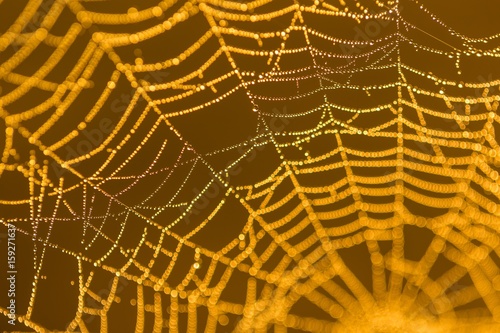 Wet spider web macro