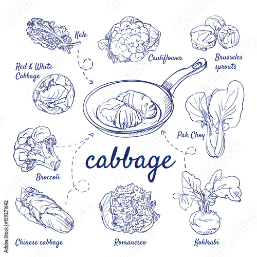 Doodle set of cabbage - Kale, Cauliflower, Brussels Sprouts, Pak Choi, Broccoli, Kohlrabi, Romanesco, stuffed cabbage in pan, hand-drawn. Vector sketch illustration isolated over white background.