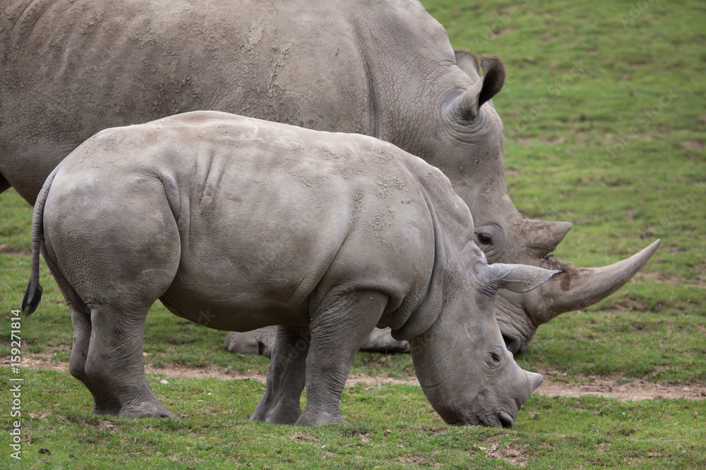 Southern white rhinoceros (Ceratotherium simum). Southern white rhinoceros (Ceratotherium simum).