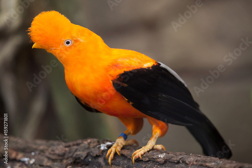 Andean cock-of-the-rock (Rupicola peruvianus)