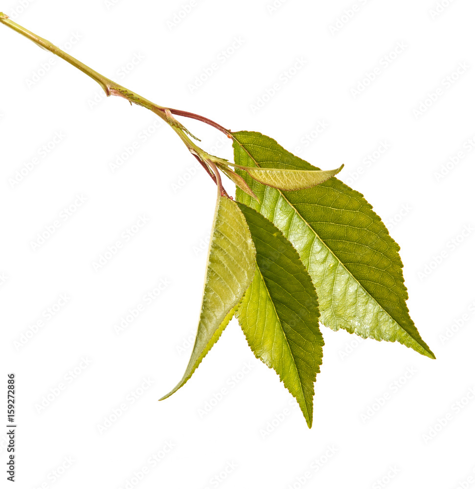 Obraz premium A branch of a cherry tree with green leaves. Isolated on white background