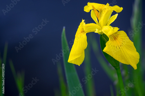 Yellow flag iris pseudacorous on a blurred dark background photo