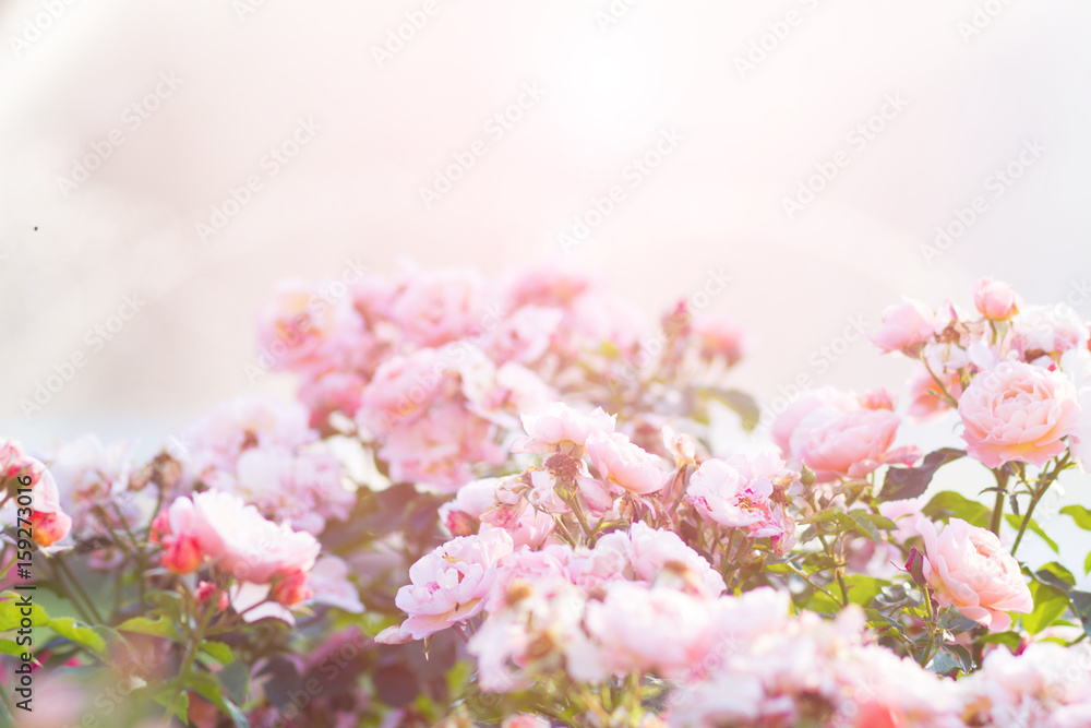 pink roses bush pink roses bush