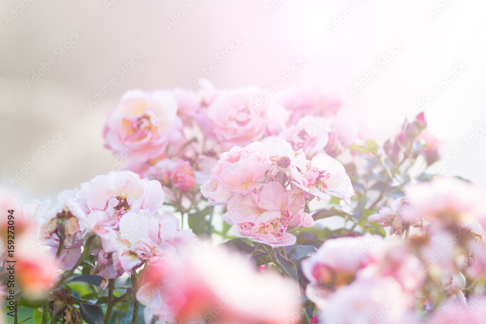 pink roses bush