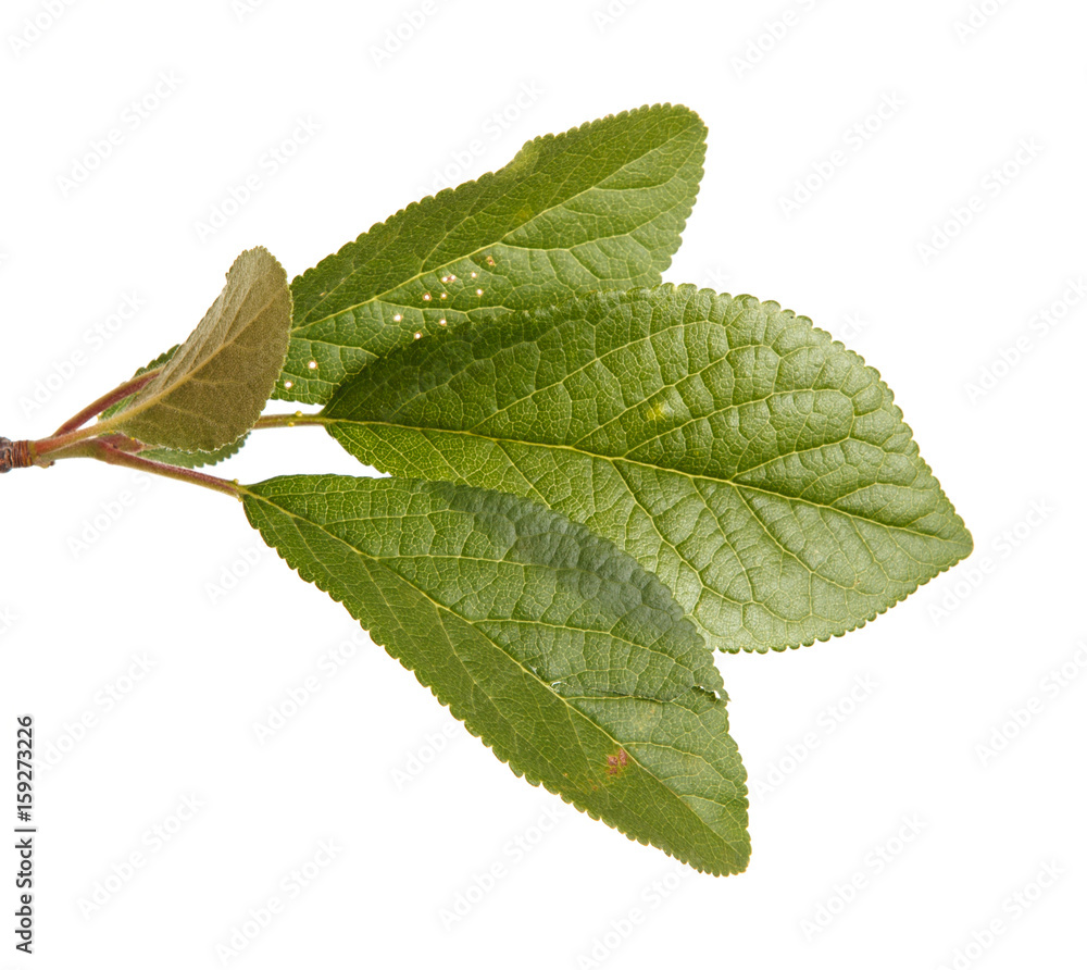 Obraz premium A branch of a plum tree. Isolated on white background