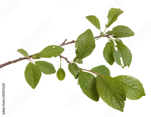 A branch of a plum tree. Isolated on white background