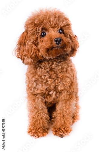 Mini Toy Poodle with Golden Brown Fur on a white background photo