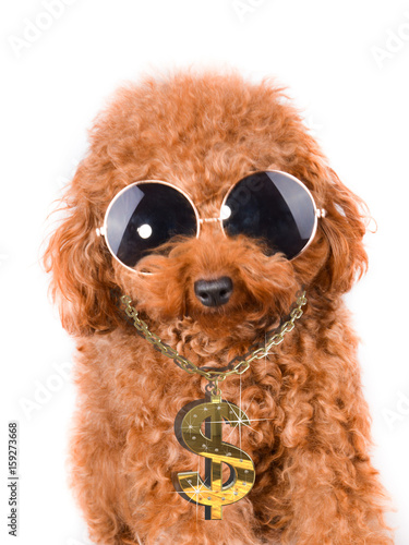 Cool Gangster dog poodle with bling on a white background