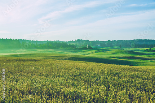 Meadow in summer tieme. photo