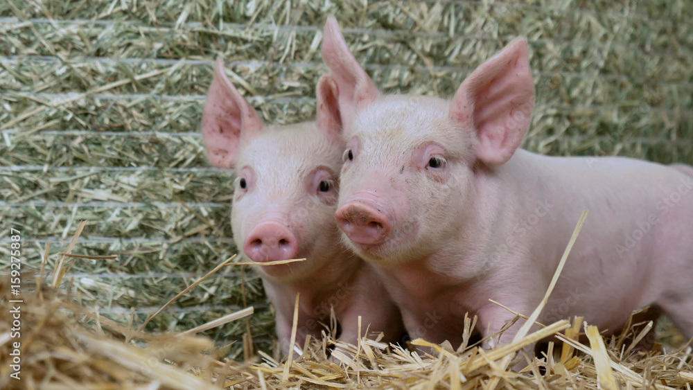 A piglet newborn standing on a straw in the farm. concept of biological , animal health , friendship , love of nature . vegan and vegetarian style . respect for animals. A piglet newborn standing on a straw in the farm. concept of biological , animal health , friendship , love of nature . vegan and vegetarian style . respect for animals.