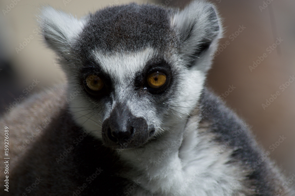 Lemur Lemur