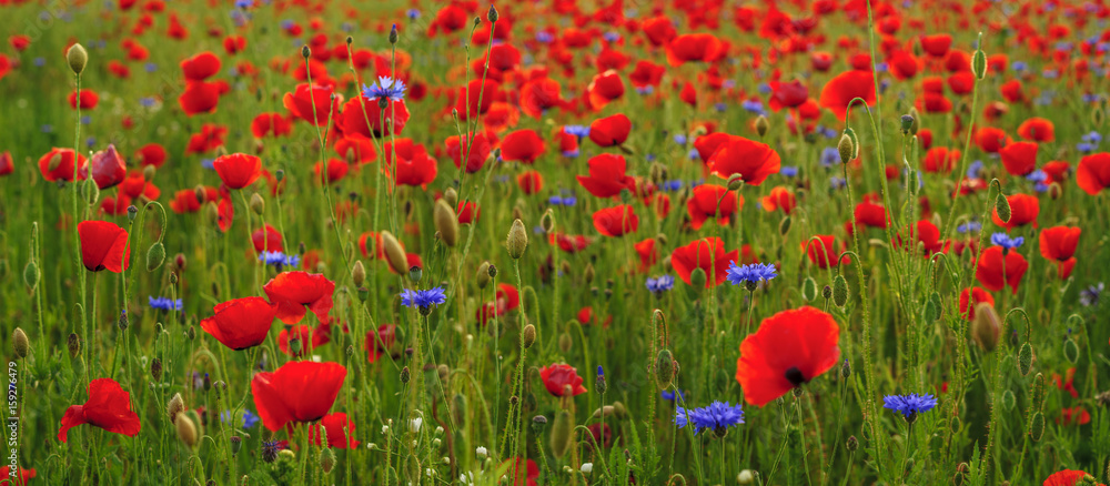 Naklejka premium Red poppies,panorama