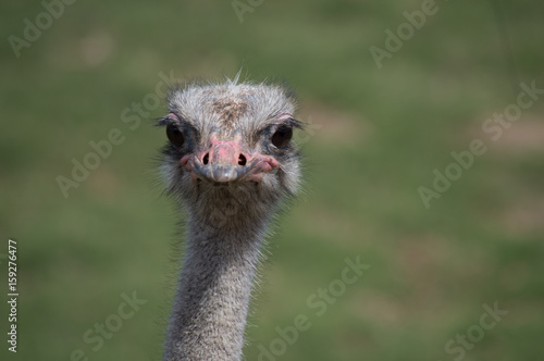 Hello there Ostrich