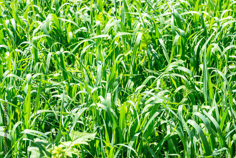 Fototapeta premium green grass as background or texture close up