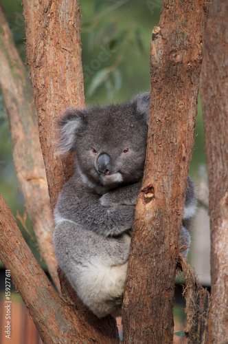 Photography Koala