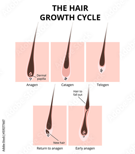 Hair structure